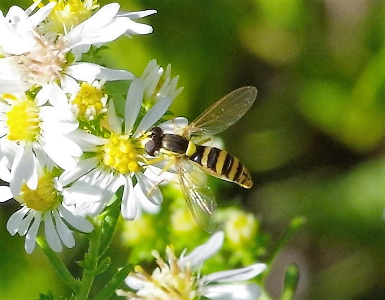 SYRPHIDAE Sphaerophoria scripta 4 (sphaérophore notée femelle).JPG