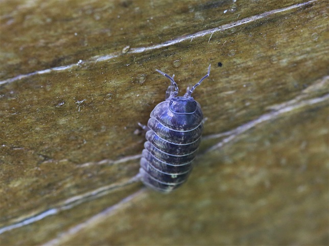 ISOPODA ARMADILLIDIIDAE Armadillidium depressum 2.JPG