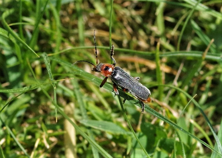 CANTHARIDAE Cantharis rustica 2.JPG