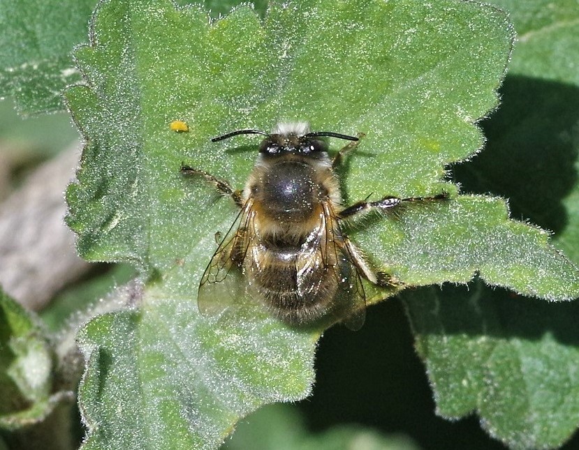 APIDAE Anthophora plumipes.JPG