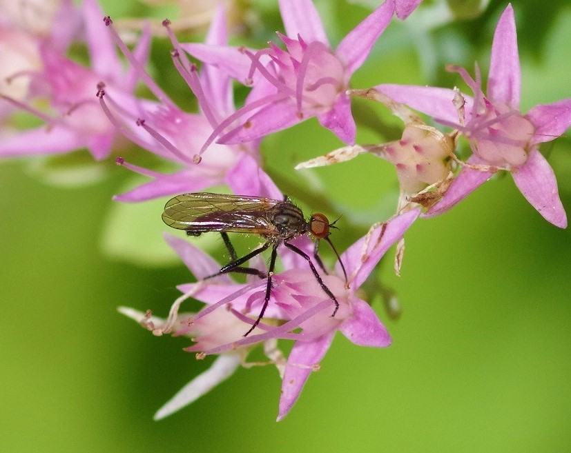 EMPIDIDAE Empis pennipes 1.JPG