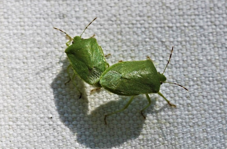 PENTATOMIDAE Nezara viridula 9.JPG