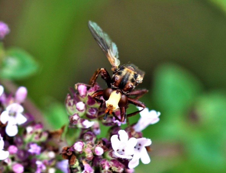 Sicus ferrugineus (2).JPG