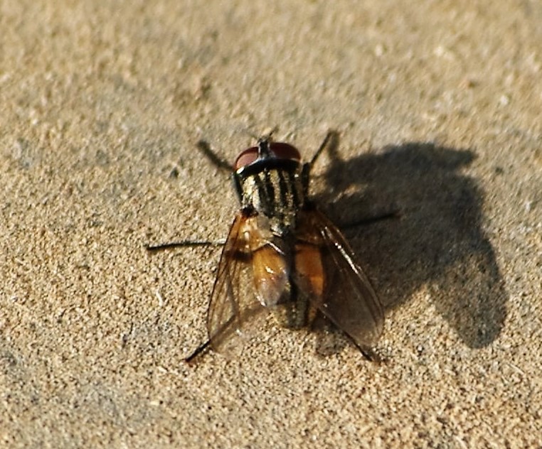 MUSCIDAE Musca domestica 1 (mouche domestique).JPG