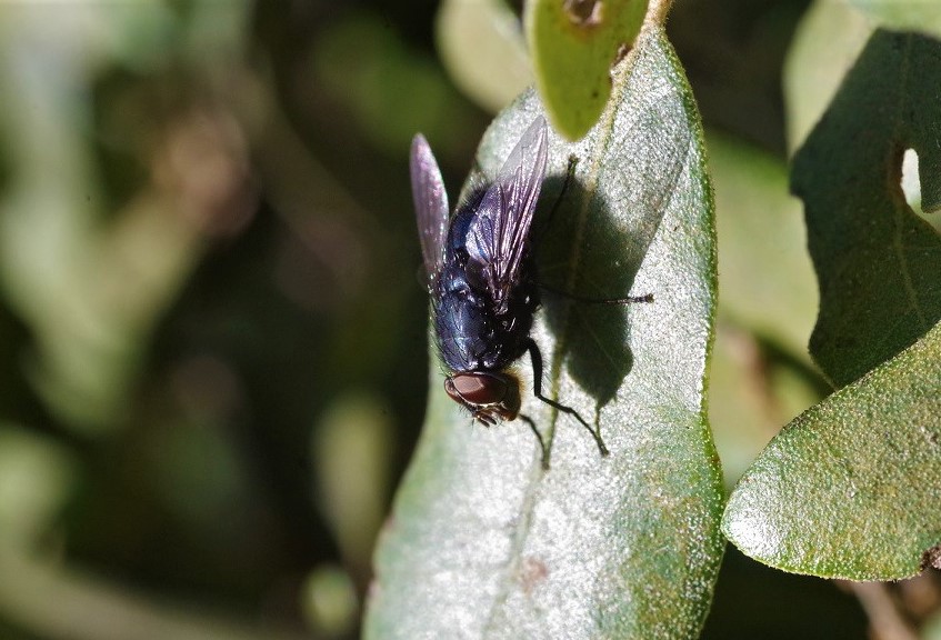 CALLIPHORIDAE Calliphora vicina 5.JPG