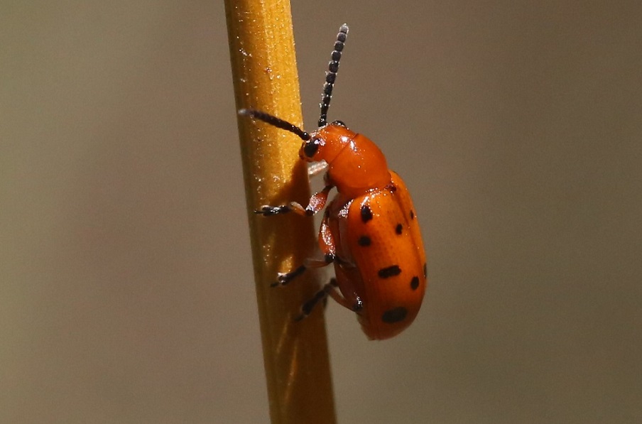 CHRYSOMELIDAE Crioceris duodecimpunctata 4.JPG