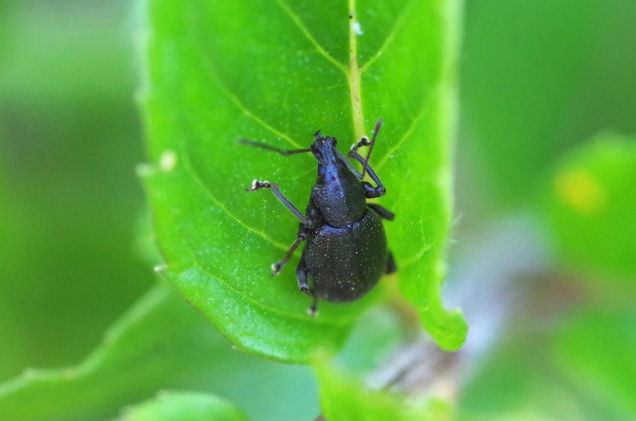 CURCULIONIDAE Otiorynchus meridionalis 1.JPG