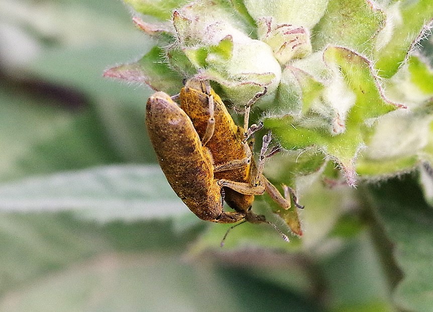 CURCULIONIDAE Lixus bidens 1.JPG