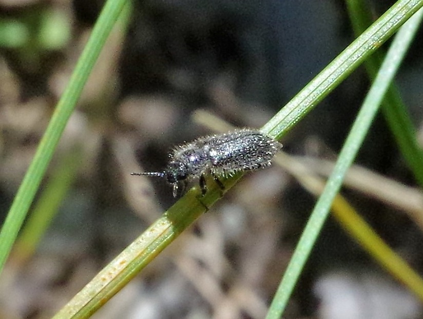 DASYTIDAE Enicopus ater 2.JPG