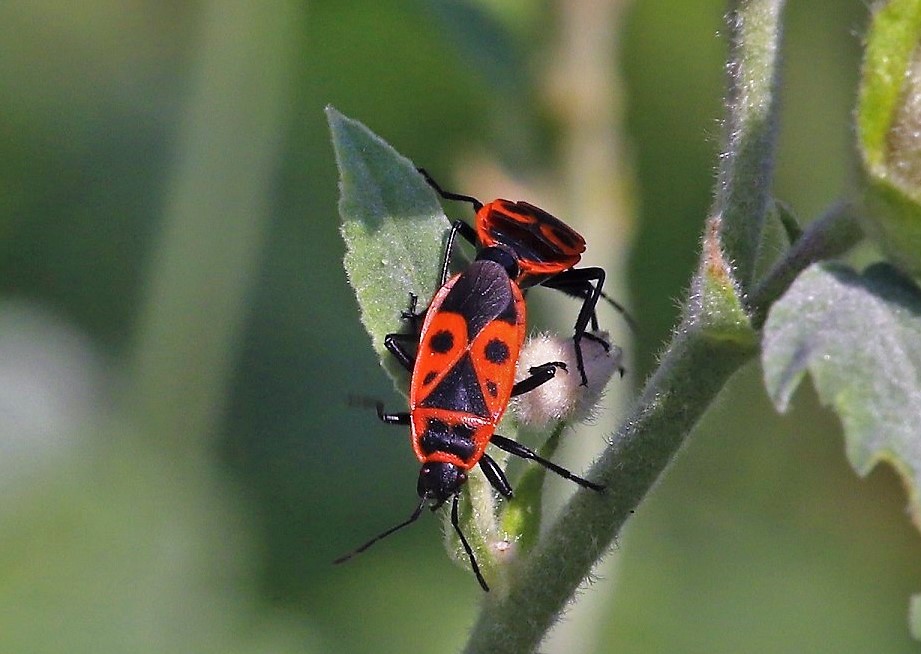 PYRRHOCORIDAE  Pyrrhocoris apterus 7.JPG