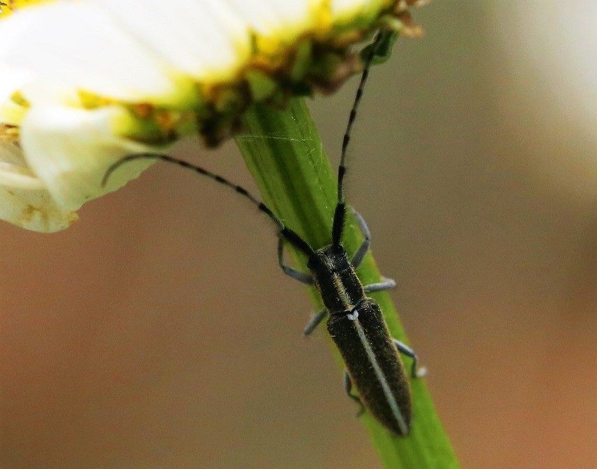 CERAMBYCIDAE Agapanthia suturalis 2.JPG