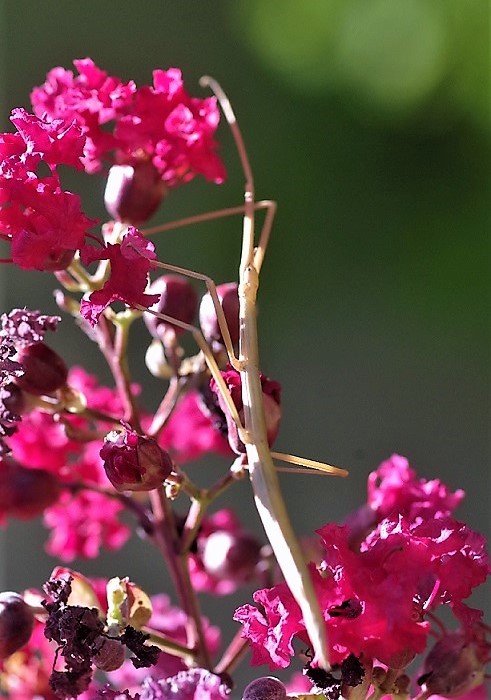 PHASMATODEA BACILLIDAE Clonopsis gallica 1.JPG