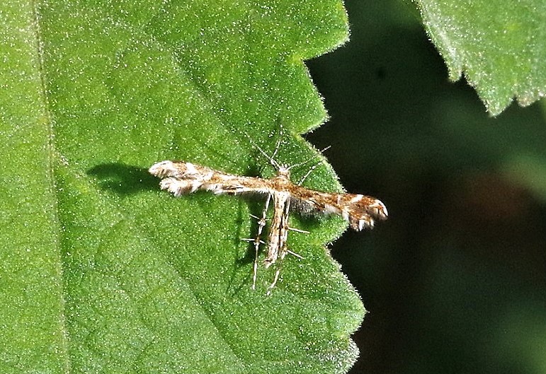 PTEROPHORIDAE Crombrugghia distans 1.JPG