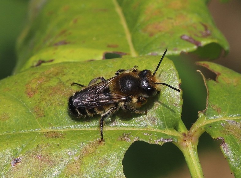 MEGACHILIDAE Megachile willughbiella 1.JPG