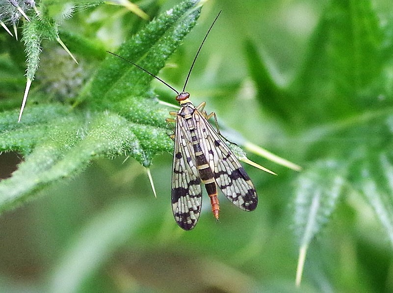 MECOPTERA PANORPIDAE Panorpa meridionalis 3.JPG