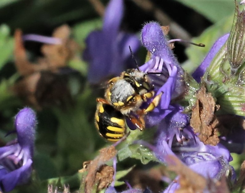 MEGACHILIDAE Stelis annulata 1.JPG