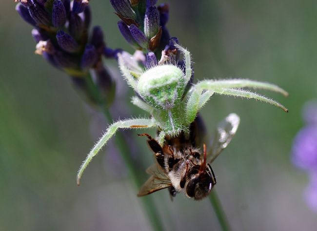 Heriaeus hirtus