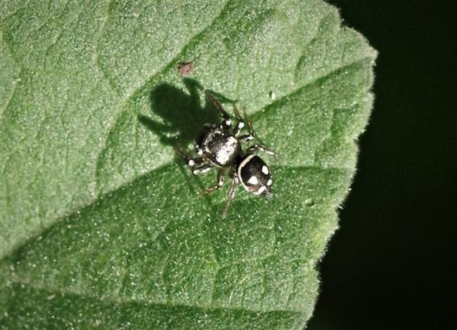 Heliophanus apiatus