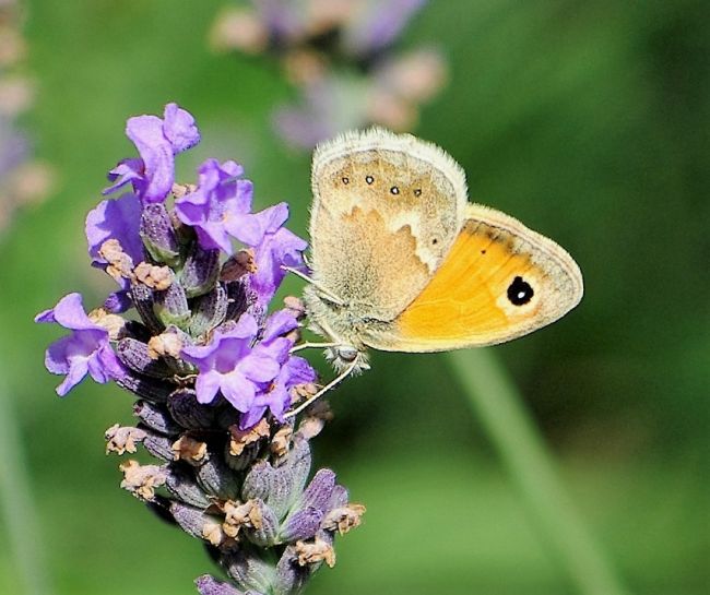 Coenonympha pamphylus