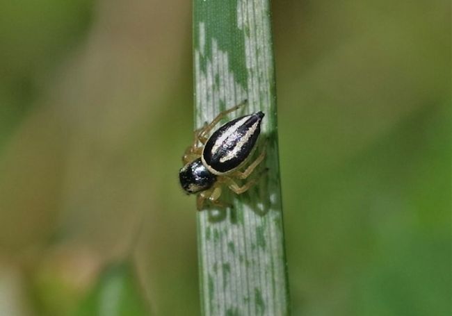 Heliophanus melinus