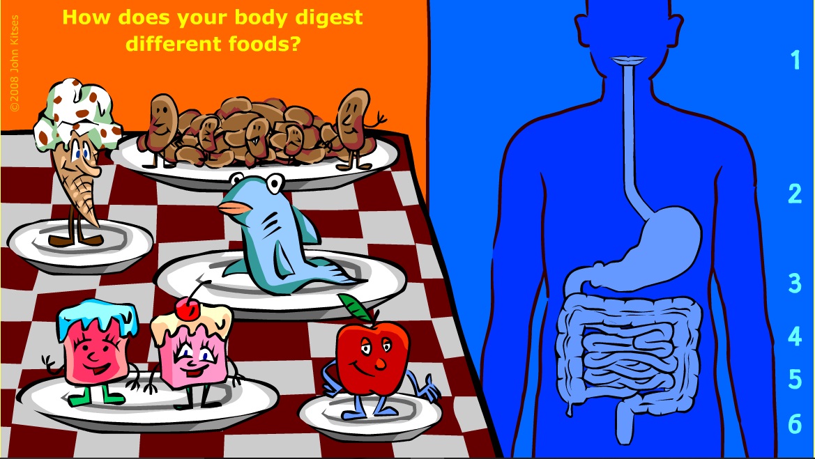 digestion kitses.jpg