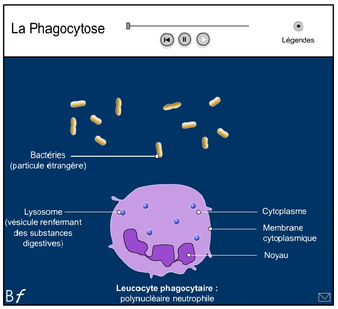 phagocytose AAAAAA.jpg