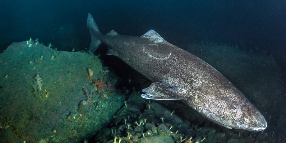 Le-requin-du-Groenland-seul-vertebre-pouvant-vivre-quatre-siecles.jpg