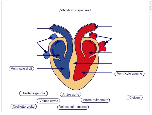 anatomie du coeur.jpg