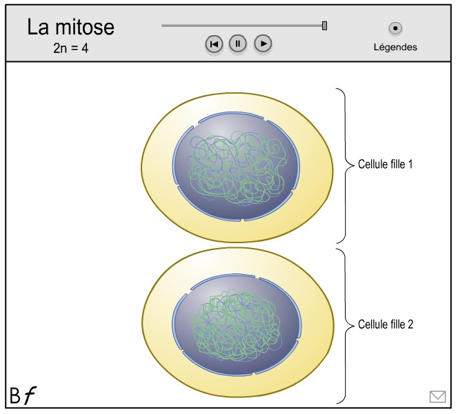 anim mitose 3.jpg