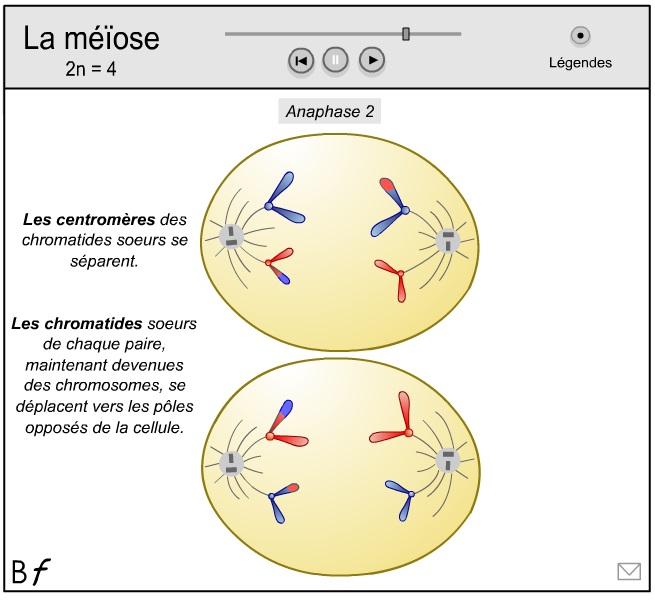 méiose 4.jpg