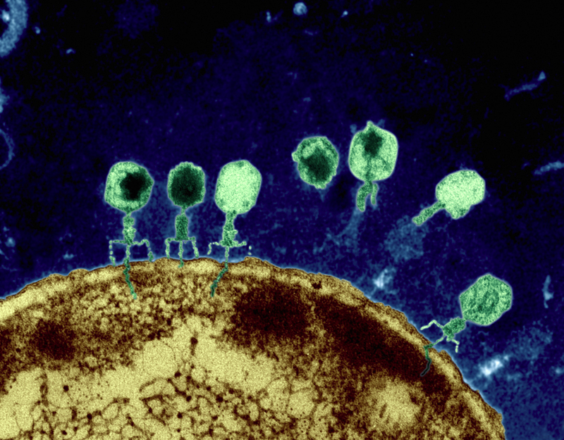 0bacteriophage-t4.jpg