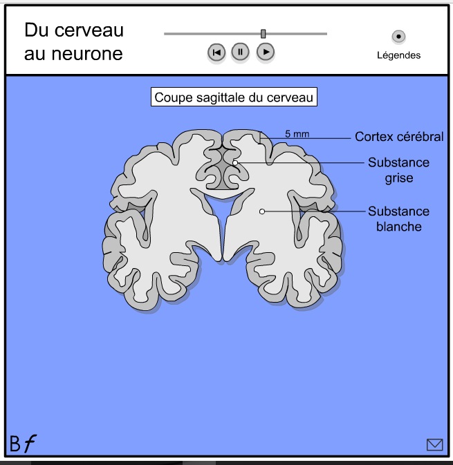 cerveau 3.jpg