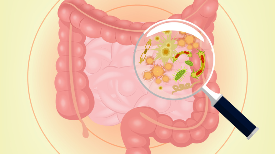 microbiote-intestinale.jpg