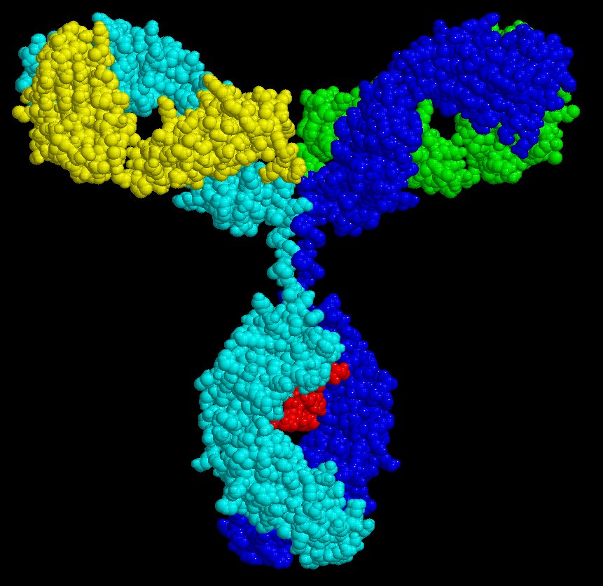 anticorps.jpg