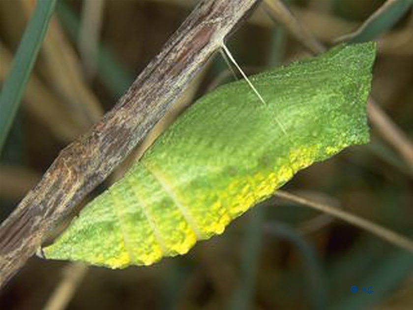 La chrysalide de la 2ème génération de l'été, passera l'hiver sur la plante hôte et éclora au printemps.