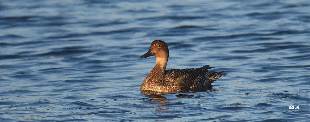 Quel Est Donc Cet Oiseau Photos Doiseaux