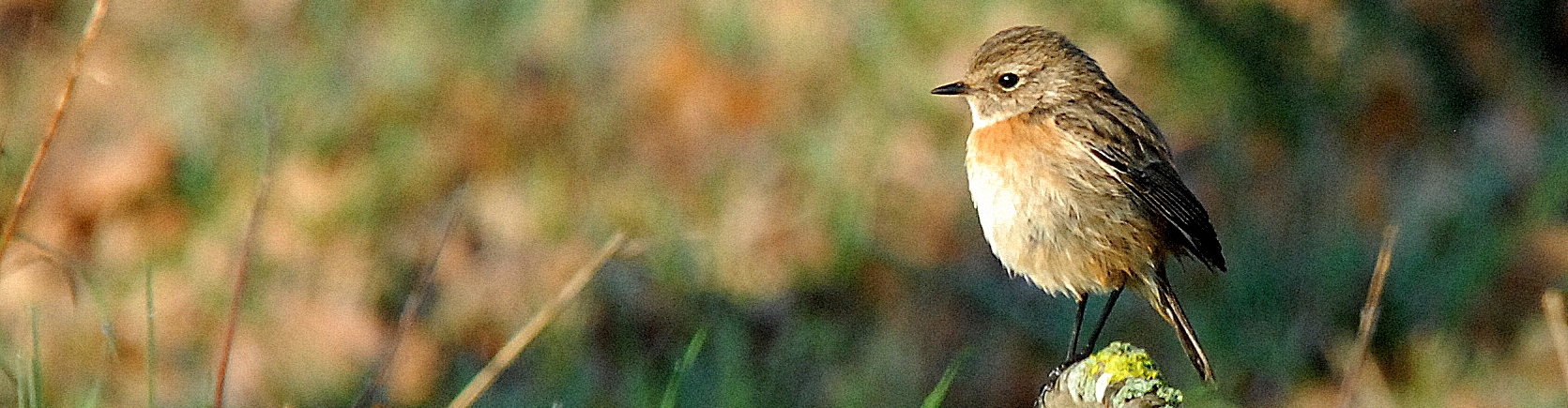 oiseaux mammifères du morbihan, de Bretagne