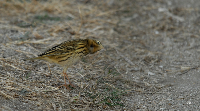 Pipit farlouse