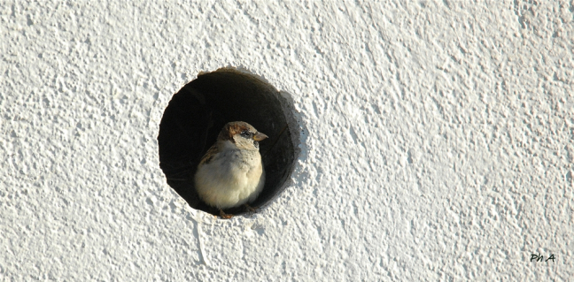 moineau domestique