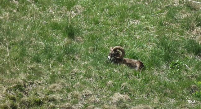 Mouflon