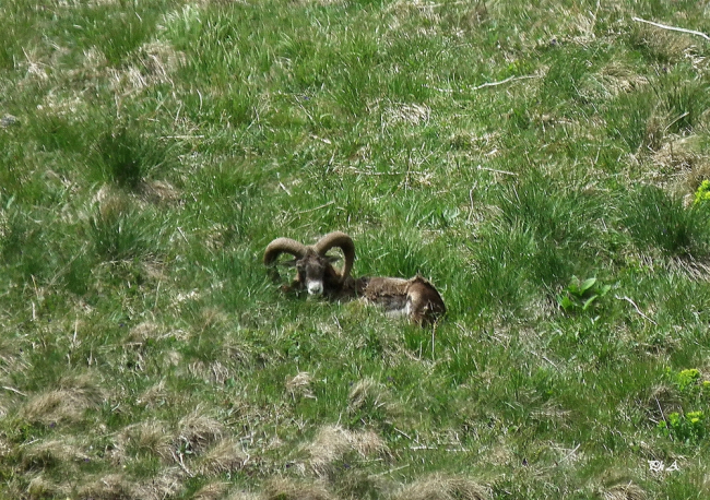 Mouflon