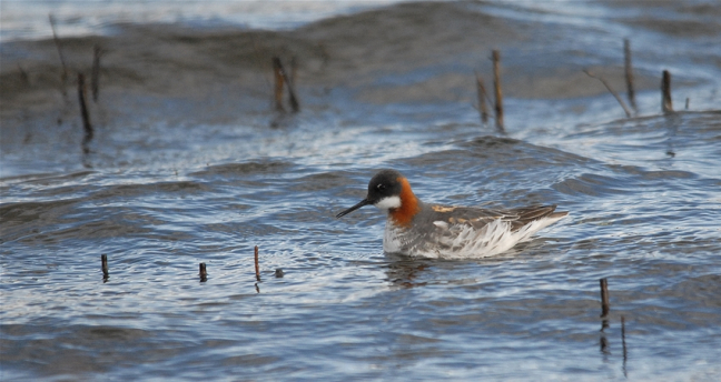 Phalarope à bec étroit