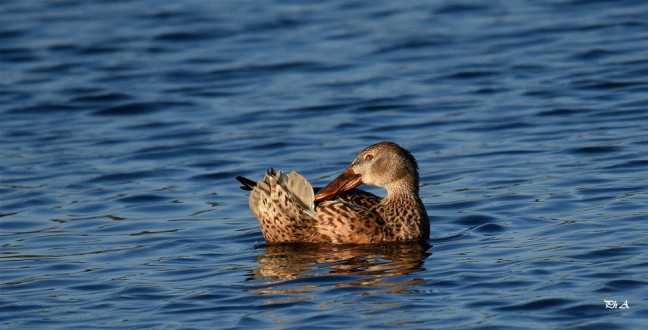 Canard souchet femelle