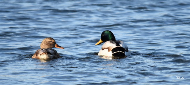 Canard colvert couple