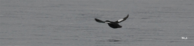 Guillemot à miroir