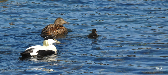 Eider à duvet