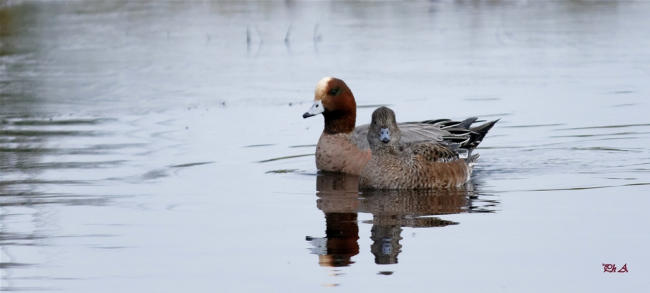 Canard siffleur