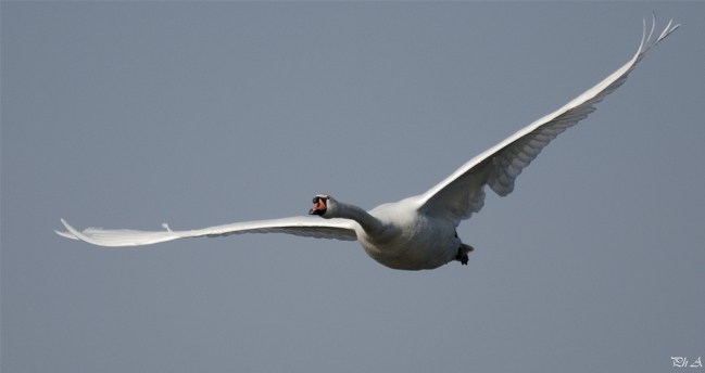 Cygne tuberculé