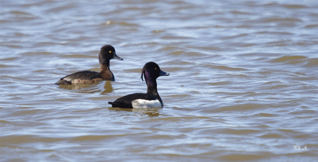 Canard Fuligule Morillon