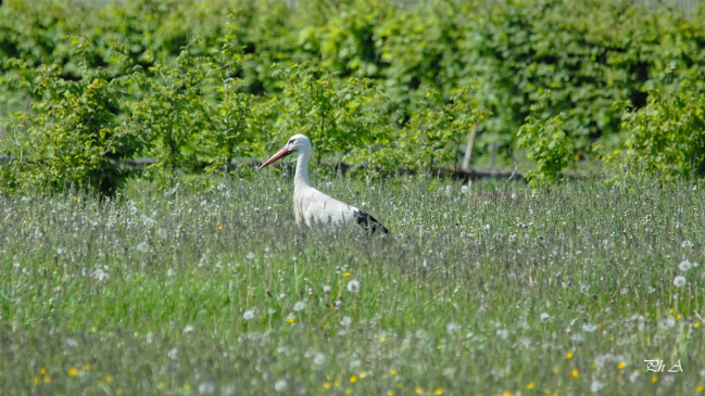 Cigogne blanche